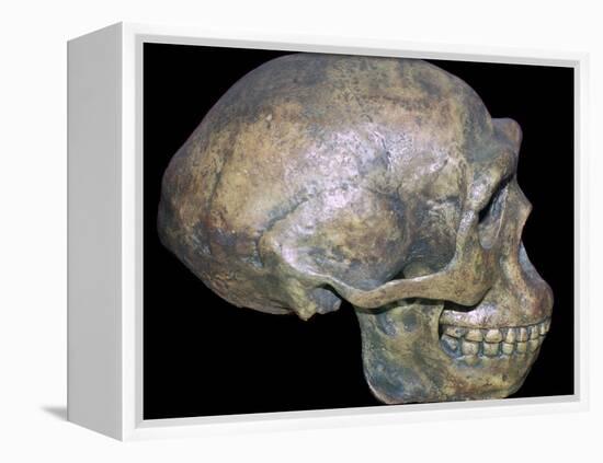 Skull of 'Peking' man (reconstruction). Artist: Unknown-Unknown-Framed Premier Image Canvas