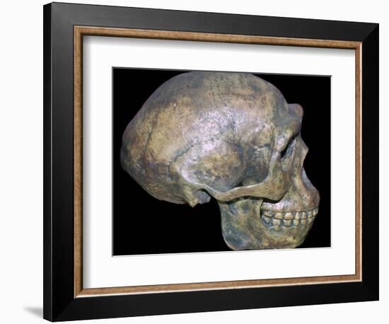 Skull of 'Peking' man (reconstruction). Artist: Unknown-Unknown-Framed Photographic Print