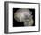 Skull of 'Peking' man (reconstruction). Artist: Unknown-Unknown-Framed Photographic Print