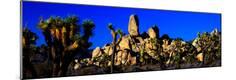 Premium Photographic Print