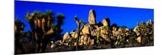 Photographic Print
