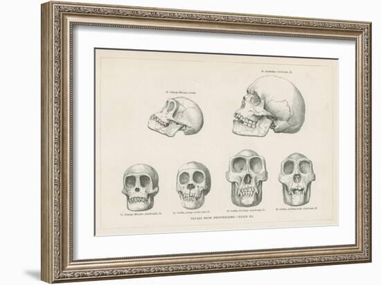 Skulls from Photographs-null-Framed Giclee Print