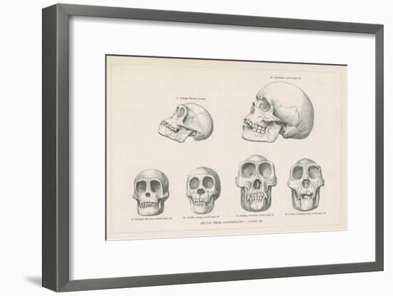 Skulls from Photographs-null-Framed Giclee Print