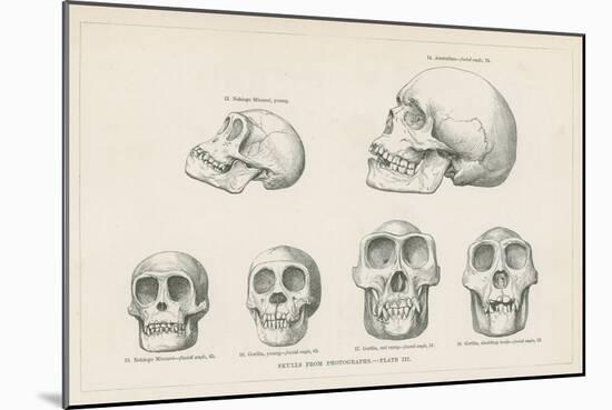 Skulls from Photographs-null-Mounted Giclee Print