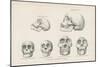 Skulls from Photographs-null-Mounted Giclee Print