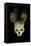 Skulls of Rwanda Genocide Victims-Tony Camacho-Framed Premier Image Canvas