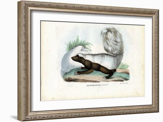 Skunk, 1863-79-Raimundo Petraroja-Framed Giclee Print