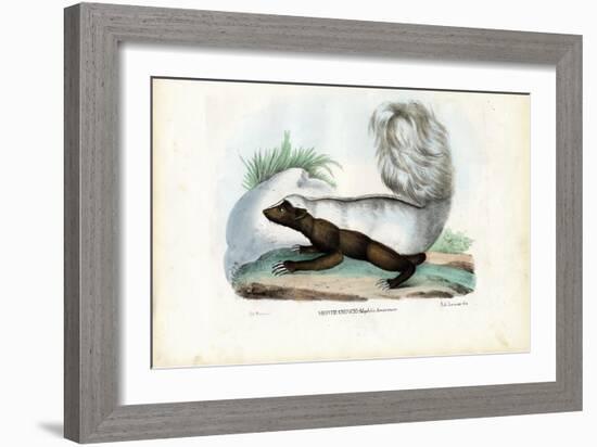 Skunk, 1863-79-Raimundo Petraroja-Framed Giclee Print