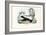 Skunk, 1863-79-Raimundo Petraroja-Framed Giclee Print