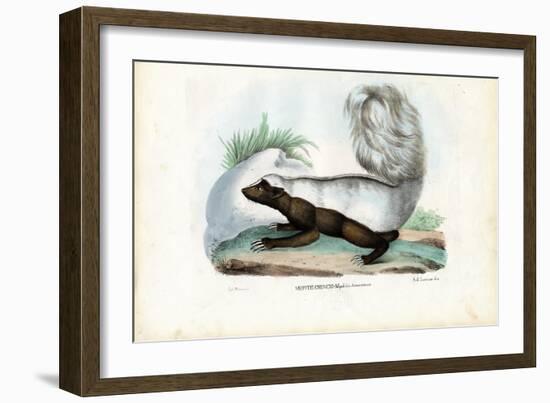 Skunk, 1863-79-Raimundo Petraroja-Framed Giclee Print