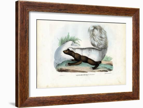 Skunk, 1863-79-Raimundo Petraroja-Framed Giclee Print