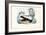 Skunk, 1863-79-Raimundo Petraroja-Framed Giclee Print