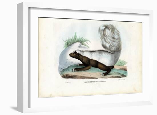 Skunk, 1863-79-Raimundo Petraroja-Framed Giclee Print