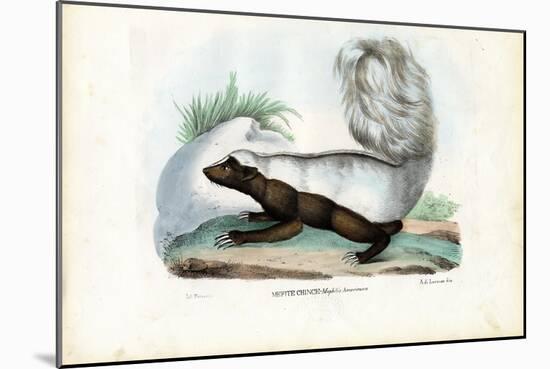 Skunk, 1863-79-Raimundo Petraroja-Mounted Giclee Print