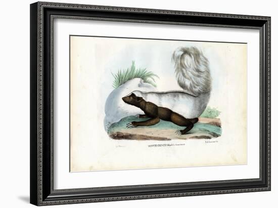 Skunk, 1863-79-Raimundo Petraroja-Framed Giclee Print