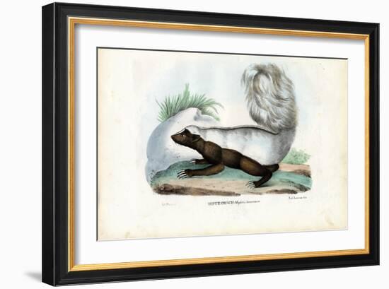 Skunk, 1863-79-Raimundo Petraroja-Framed Giclee Print