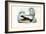 Skunk, 1863-79-Raimundo Petraroja-Framed Giclee Print