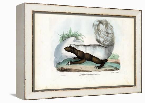 Skunk, 1863-79-Raimundo Petraroja-Framed Premier Image Canvas