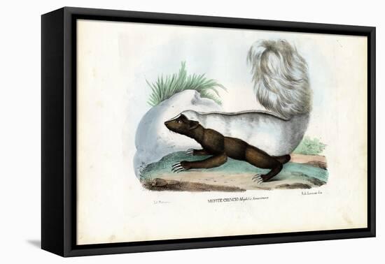Skunk, 1863-79-Raimundo Petraroja-Framed Premier Image Canvas