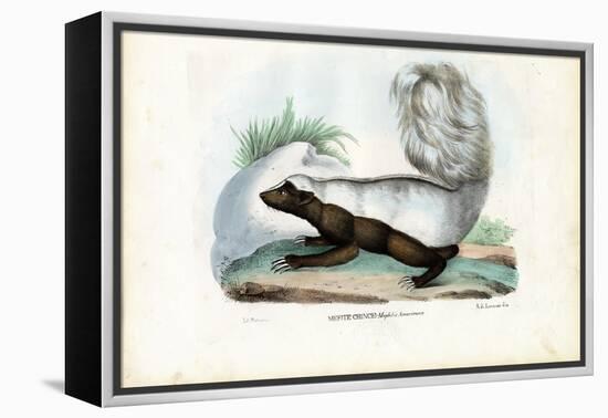 Skunk, 1863-79-Raimundo Petraroja-Framed Premier Image Canvas