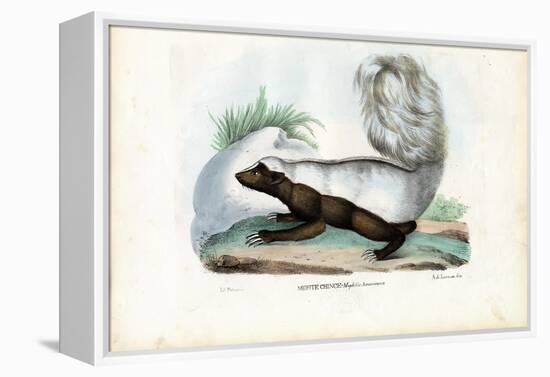 Skunk, 1863-79-Raimundo Petraroja-Framed Premier Image Canvas