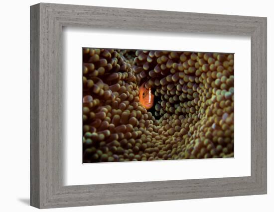 Skunk anemonefish hiding in a Carpet anemone, Indonesia-Magnus Lundgren-Framed Photographic Print