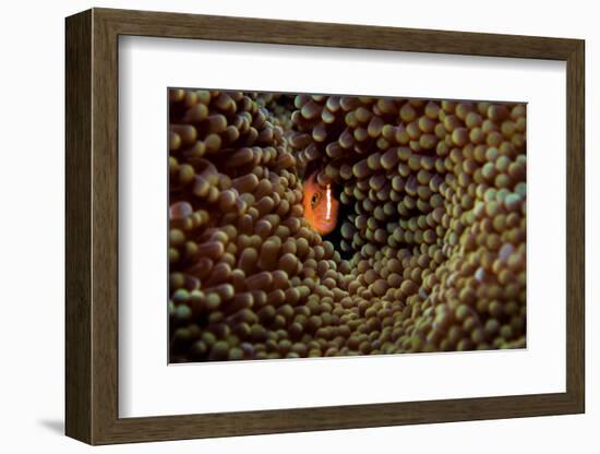 Skunk anemonefish hiding in a Carpet anemone, Indonesia-Magnus Lundgren-Framed Photographic Print