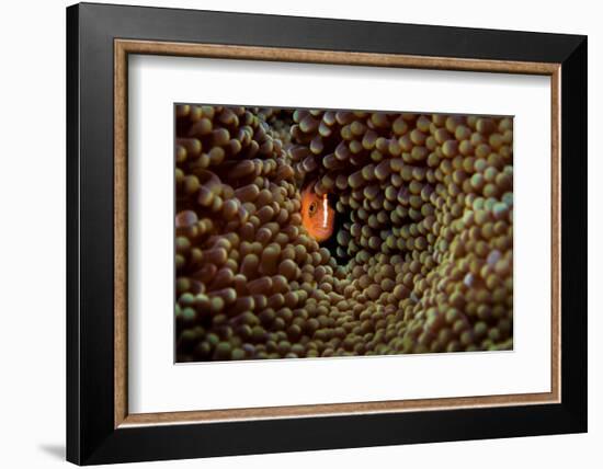 Skunk anemonefish hiding in a Carpet anemone, Indonesia-Magnus Lundgren-Framed Photographic Print