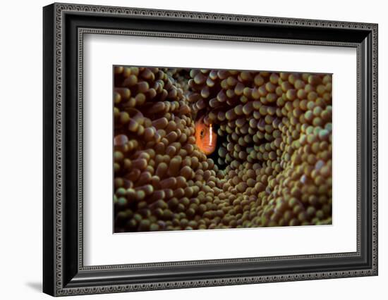 Skunk anemonefish hiding in a Carpet anemone, Indonesia-Magnus Lundgren-Framed Photographic Print