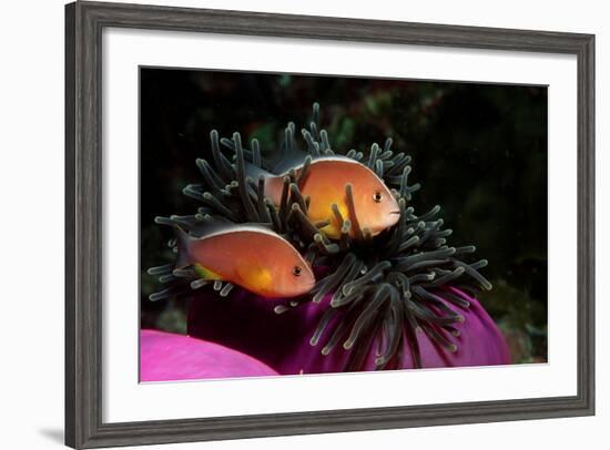 Skunk Anemonefishes (Amphiprion Sandaracinos) in a Sea Anemone, Indian Ocean, Andaman Sea.-Reinhard Dirscherl-Framed Photographic Print