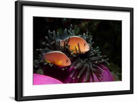 Skunk Anemonefishes (Amphiprion Sandaracinos) in a Sea Anemone, Indian Ocean, Andaman Sea.-Reinhard Dirscherl-Framed Photographic Print