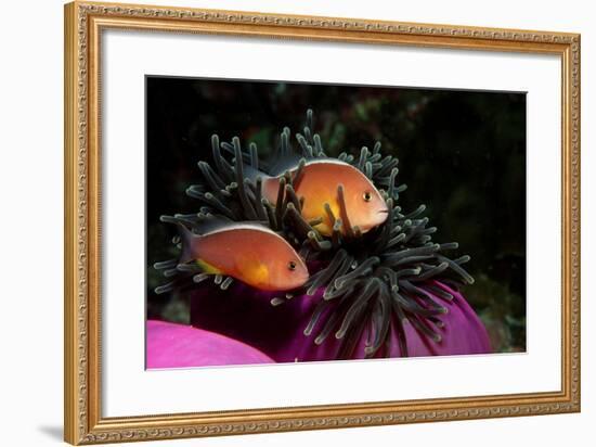 Skunk Anemonefishes (Amphiprion Sandaracinos) in a Sea Anemone, Indian Ocean, Andaman Sea.-Reinhard Dirscherl-Framed Photographic Print