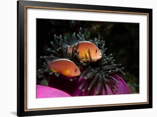 Skunk Anemonefishes (Amphiprion Sandaracinos) in a Sea Anemone, Indian Ocean, Andaman Sea.-Reinhard Dirscherl-Framed Photographic Print