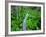 Skunk cabbage along wooden trail on the Oregon Coast near Coos Bay-Darrell Gulin-Framed Photographic Print