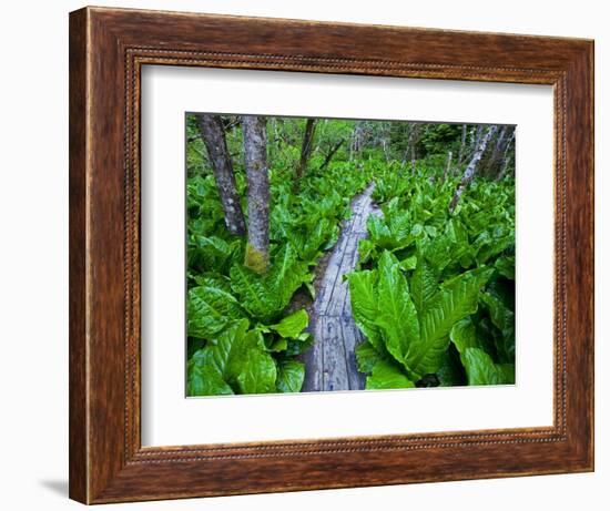 Skunk cabbage along wooden trail on the Oregon Coast near Coos Bay-Darrell Gulin-Framed Photographic Print