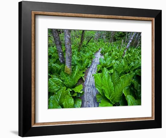 Skunk cabbage along wooden trail on the Oregon Coast near Coos Bay-Darrell Gulin-Framed Photographic Print