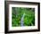 Skunk cabbage along wooden trail on the Oregon Coast near Coos Bay-Darrell Gulin-Framed Photographic Print