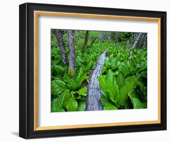 Skunk cabbage along wooden trail on the Oregon Coast near Coos Bay-Darrell Gulin-Framed Photographic Print