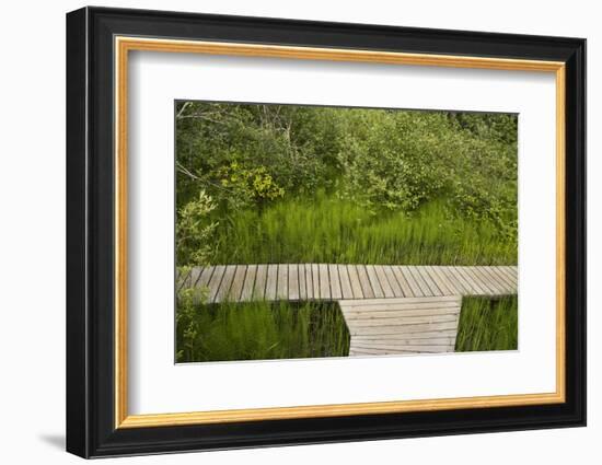 Skunk Cabbage Boardwalk, Revelstoke National Park, British Columbia, Canada-Michel Hersen-Framed Photographic Print