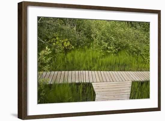 Skunk Cabbage Boardwalk, Revelstoke National Park, British Columbia, Canada-Michel Hersen-Framed Photographic Print