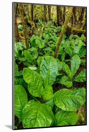 Skunk cabbage in rainforest, Pacific Rim National Park Reserve, Vancouver Island, British Columb...-null-Mounted Photographic Print