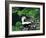 Skunk Family-Fred Ludekens-Framed Giclee Print