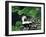 Skunk Family-Fred Ludekens-Framed Giclee Print