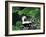 Skunk Family-Fred Ludekens-Framed Giclee Print