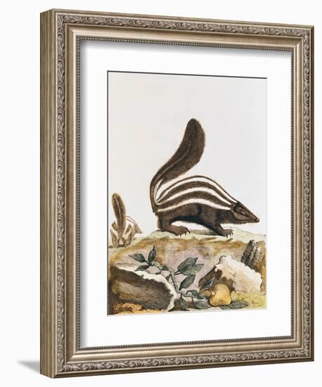 Skunk, from "Histoire Naturelle" by Georges Louis Leclerc Buffon 1749-1804-null-Framed Giclee Print