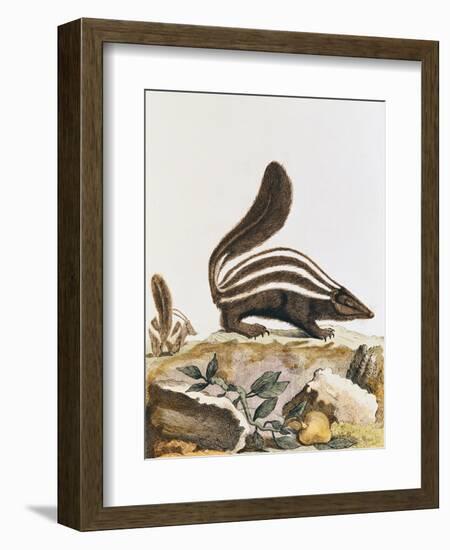 Skunk, from "Histoire Naturelle" by Georges Louis Leclerc Buffon 1749-1804--Framed Giclee Print