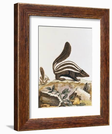 Skunk, from "Histoire Naturelle" by Georges Louis Leclerc Buffon 1749-1804-null-Framed Giclee Print