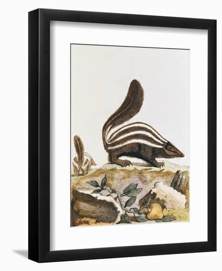 Skunk, from "Histoire Naturelle" by Georges Louis Leclerc Buffon 1749-1804-null-Framed Giclee Print