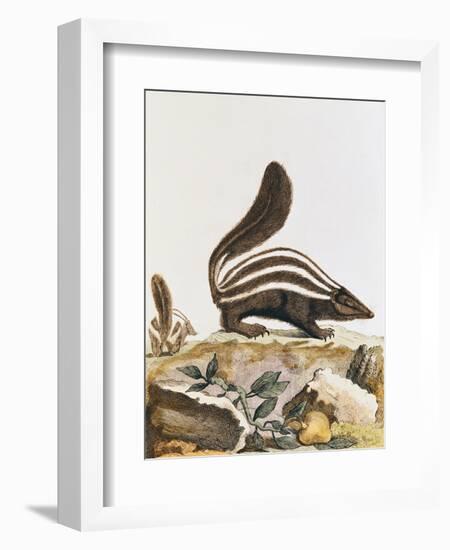 Skunk, from "Histoire Naturelle" by Georges Louis Leclerc Buffon 1749-1804-null-Framed Giclee Print