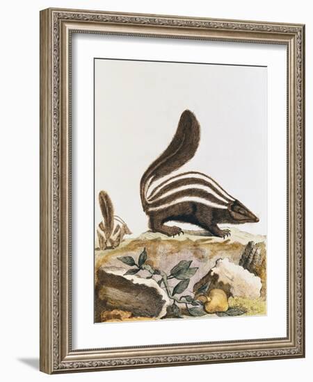 Skunk, from "Histoire Naturelle" by Georges Louis Leclerc Buffon 1749-1804-null-Framed Giclee Print